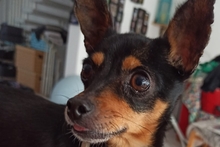 POLLY, Hund, Pinscher-Chihuahua-Mix in Griesheim - Bild 12