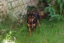 POLLY, Hund, Pinscher-Chihuahua-Mix in Griesheim - Bild 13