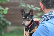POLLY, Hund, Pinscher-Chihuahua-Mix in Griesheim - Bild 3