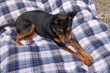POLLY, Hund, Pinscher-Chihuahua-Mix in Griesheim - Bild 4