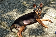 POLLY, Hund, Pinscher-Chihuahua-Mix in Griesheim - Bild 5