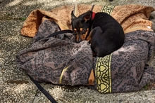 POLLY, Hund, Pinscher-Chihuahua-Mix in Griesheim - Bild 6
