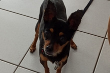 POLLY, Hund, Pinscher-Chihuahua-Mix in Griesheim - Bild 7