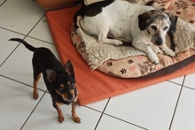 POLLY, Hund, Pinscher-Chihuahua-Mix in Griesheim - Bild 8