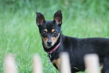 POLLY, Hund, Pinscher-Chihuahua-Mix in Griesheim - Bild 9