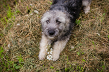 MOCHA, Hund, Mischlingshund in Kroatien - Bild 1
