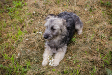 MOCHA, Hund, Mischlingshund in Kroatien - Bild 2