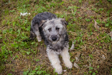 MOCHA, Hund, Mischlingshund in Kroatien - Bild 3