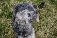 MOCHA, Hund, Mischlingshund in Kroatien - Bild 4