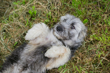 MOCHA, Hund, Mischlingshund in Kroatien - Bild 5