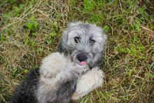 MOCHA, Hund, Mischlingshund in Kroatien - Bild 6