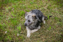 MOCHA, Hund, Mischlingshund in Kroatien - Bild 7