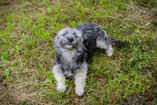 MOCHA, Hund, Mischlingshund in Kroatien - Bild 8