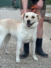 DILI, Hund, Mischlingshund in Slowakische Republik - Bild 1