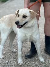 DILI, Hund, Mischlingshund in Slowakische Republik - Bild 2