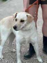 DILI, Hund, Mischlingshund in Slowakische Republik - Bild 3