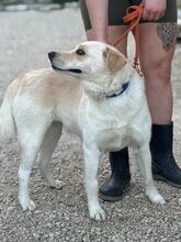 DILI, Hund, Mischlingshund in Slowakische Republik - Bild 5
