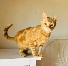 TANGO, Katze, Europäisch Kurzhaar in Zypern - Bild 1