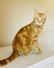 TANGO, Katze, Europäisch Kurzhaar in Zypern - Bild 2