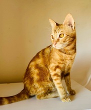 TANGO, Katze, Europäisch Kurzhaar in Zypern - Bild 3