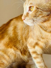 TANGO, Katze, Europäisch Kurzhaar in Zypern - Bild 4