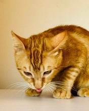 TANGO, Katze, Europäisch Kurzhaar in Zypern - Bild 5