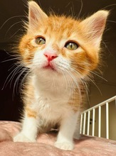 MAKOTO, Katze, Europäisch Kurzhaar in Zypern - Bild 1