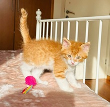 MAKOTO, Katze, Europäisch Kurzhaar in Zypern - Bild 2