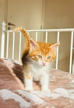MAKOTO, Katze, Europäisch Kurzhaar in Zypern - Bild 4