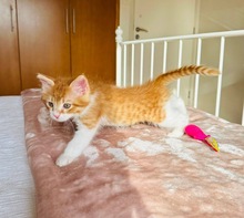 MAKOTO, Katze, Europäisch Kurzhaar in Zypern - Bild 6