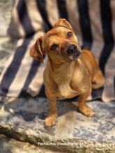ALEPOU, Hund, Mischlingshund in Griechenland - Bild 1