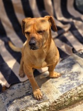 ALEPOU, Hund, Mischlingshund in Griechenland - Bild 2