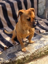 ALEPOU, Hund, Mischlingshund in Griechenland - Bild 3