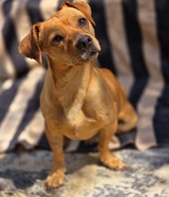 ALEPOU, Hund, Mischlingshund in Griechenland - Bild 4