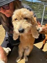 BÖRNE, Hund, Mischlingshund in Griechenland - Bild 2