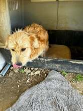 BÖRNE, Hund, Mischlingshund in Griechenland - Bild 4