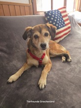 IRINI, Hund, Mischlingshund in Griechenland - Bild 1
