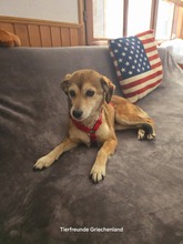 IRINI, Hund, Mischlingshund in Griechenland - Bild 3