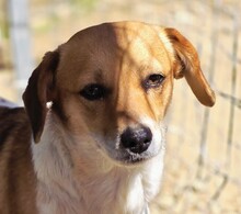 MAFALDA, Hund, Mischlingshund in Griechenland - Bild 1