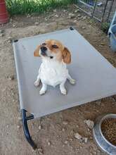 MAFALDA, Hund, Mischlingshund in Griechenland - Bild 2