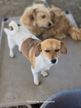 MAFALDA, Hund, Mischlingshund in Griechenland - Bild 3