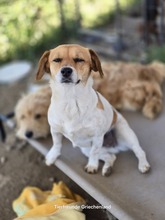 MAFALDA, Hund, Mischlingshund in Griechenland - Bild 4