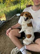 MAFALDA, Hund, Mischlingshund in Griechenland - Bild 5