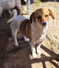 MAFALDA, Hund, Mischlingshund in Griechenland - Bild 6
