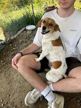 MAFALDA, Hund, Mischlingshund in Griechenland - Bild 9