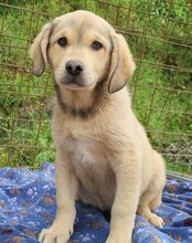 GALLIANO, Hund, Mischlingshund in Kroatien