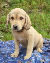 GALLIANO, Hund, Mischlingshund in Kroatien - Bild 10