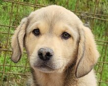 GALLIANO, Hund, Mischlingshund in Kroatien - Bild 11