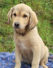 GALLIANO, Hund, Mischlingshund in Kroatien - Bild 2