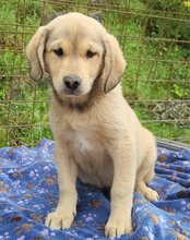 GALLIANO, Hund, Mischlingshund in Kroatien - Bild 3